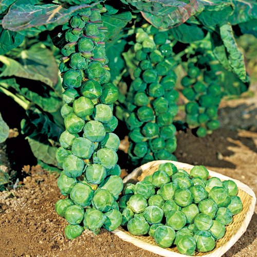 メキャベツ・早生子持