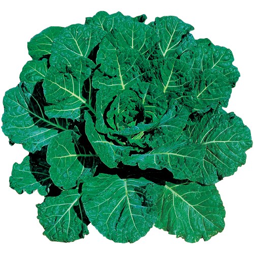 コラード・ハイクロップ