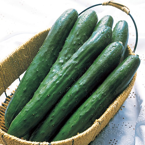 キュウリ・南進