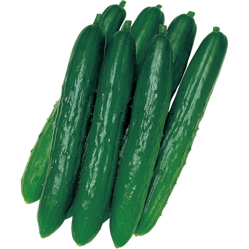 キュウリ・北進