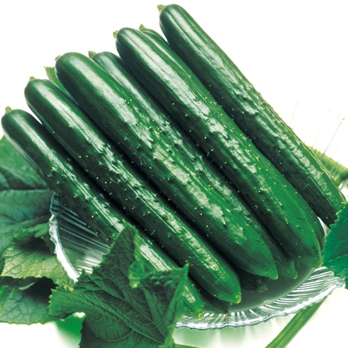 キュウリ・夏すずみ