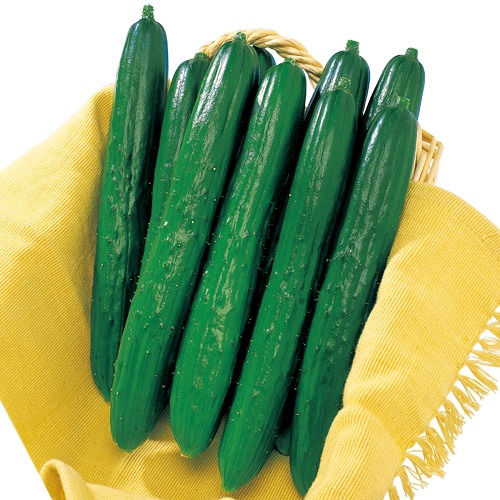 キュウリ・Vロード