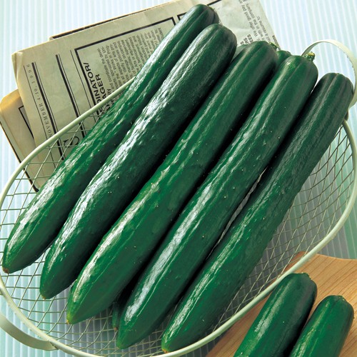 キュウリ・Vアーチ