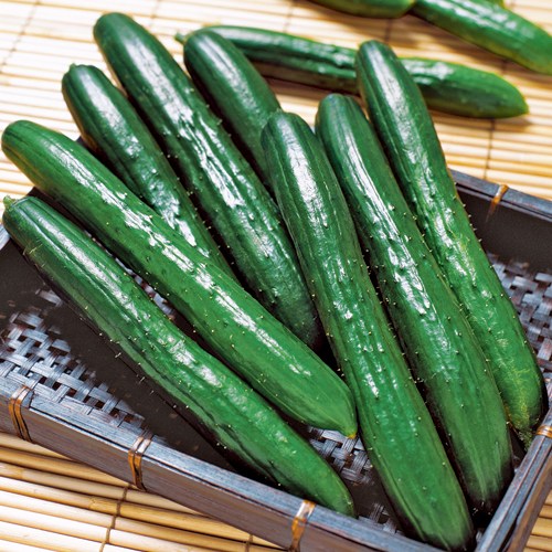 キュウリ・VR夏すずみ