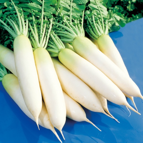 ダイコン・耐病総太り