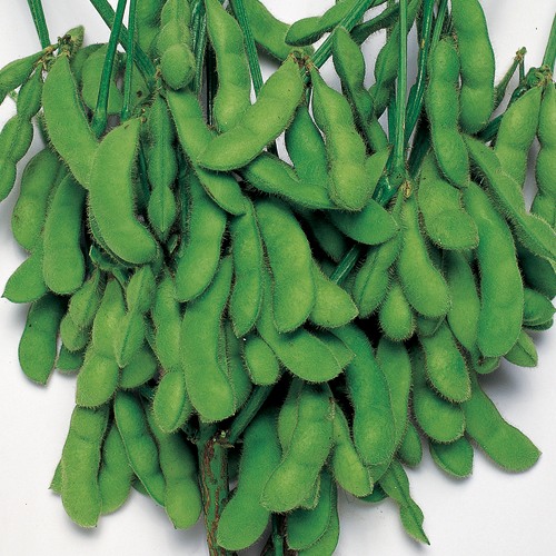 エダマメ・ビアフレンド