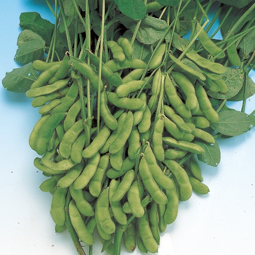 茶エダマメ・福成