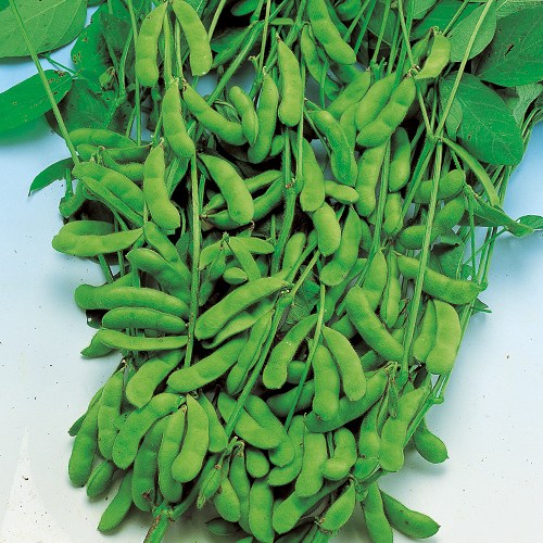 黒エダマメ・濃姫