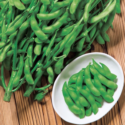 エダマメ・たわわみどり