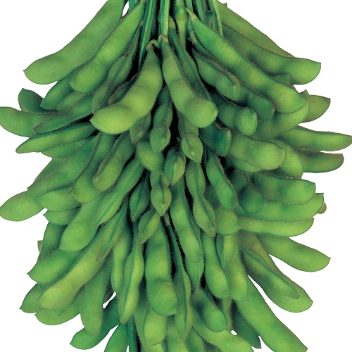 エダマメ・莢音