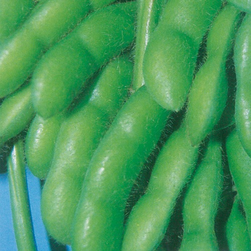 エダマメ・秘伝