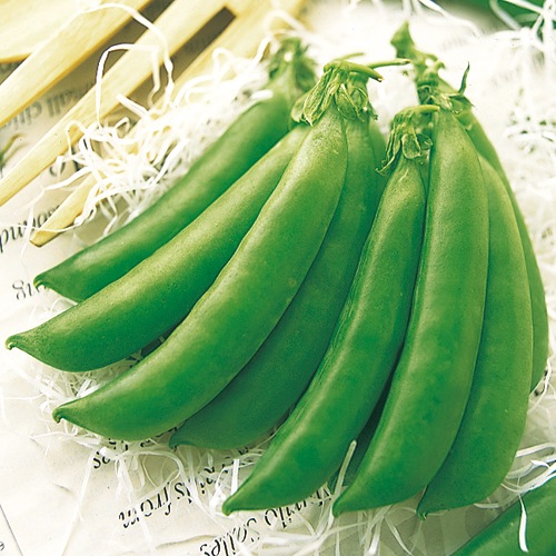 スナップエンドウ・グルメ（白花・つるあり）