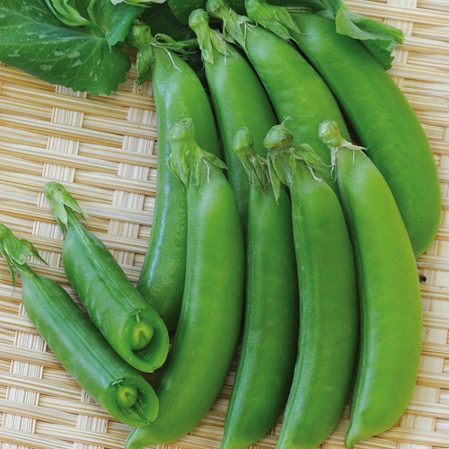 スナップエンドウ・幸姫