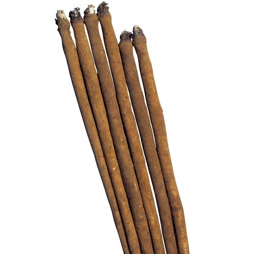 ゴボウ・純三年子 滝野川大長