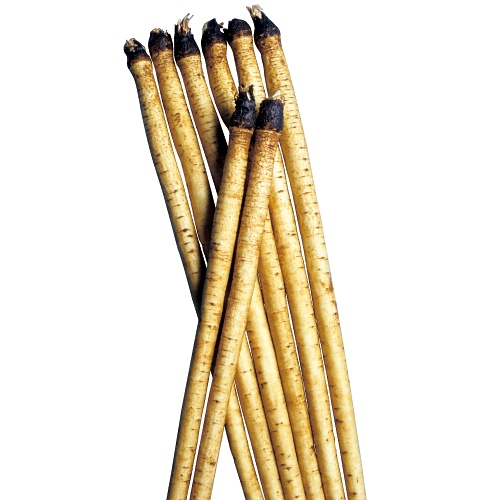 ゴボウ・柳川理想