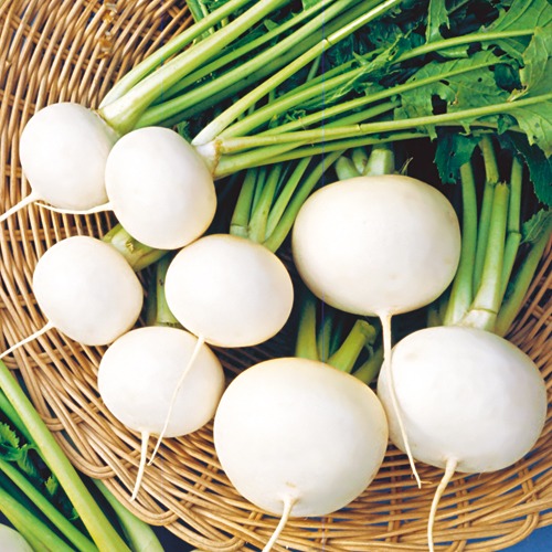 カブ・耐病ひかり