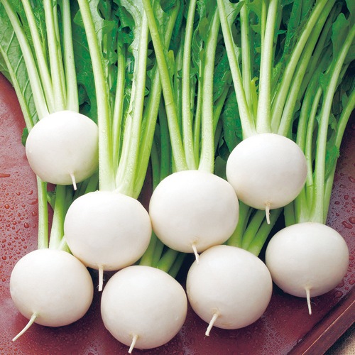 小カブ・なつばな