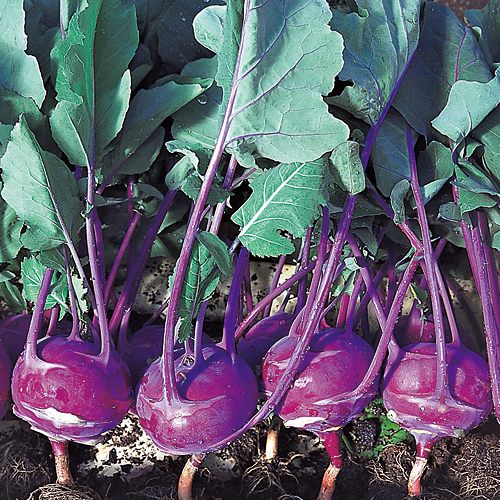 コールラビ（蕪甘藍）・パープルデューク