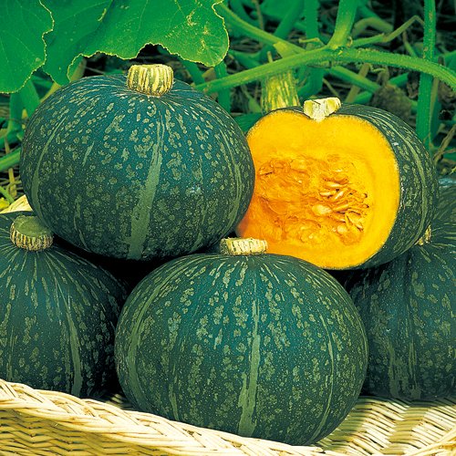 西洋カボチャ・栗えびす