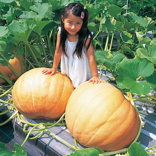 西洋カボチャ・アトランチック・ジャイアント