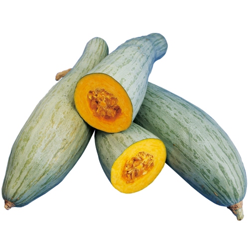 西洋カボチャ・ごっちゃん長南瓜