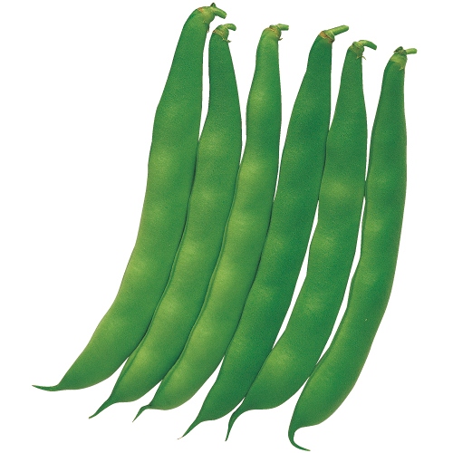 モロッコインゲン・つるなしモロッコ