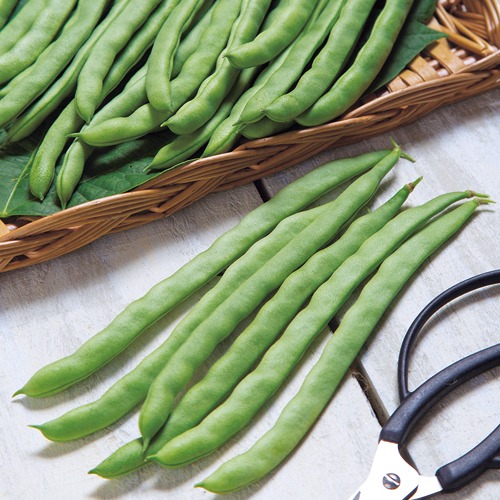 つるありインゲン・ケンタッキー101