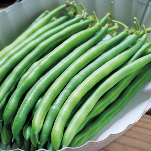 つるなしインゲン・恋みどり