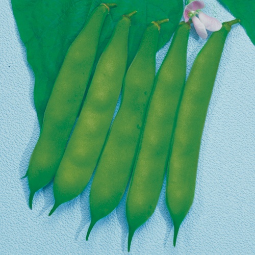 つるなしインゲン・本金時