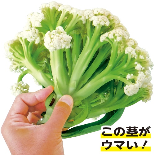 カリフラワー・ゆきのこ65