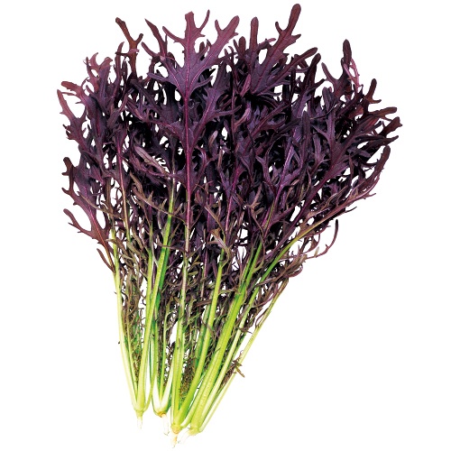 カラシナ・コーラルリーフ フェザー