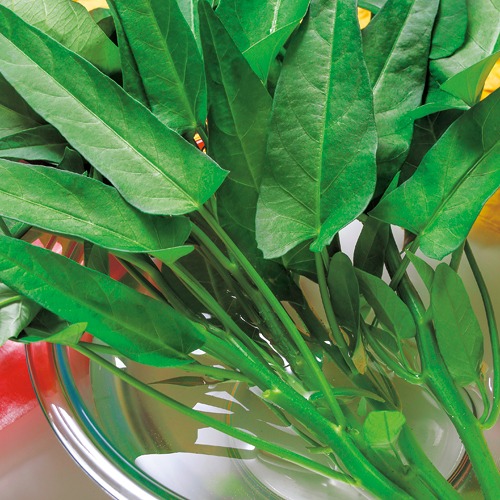 エンサイ（エンツァイ）