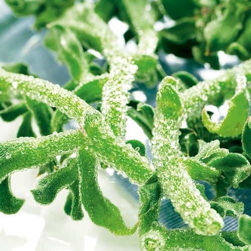 アイスプラント