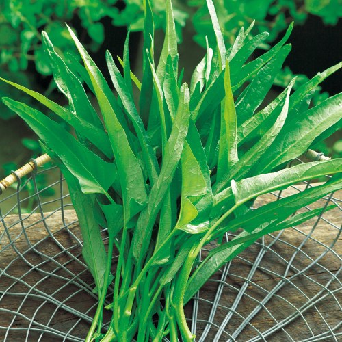 エンサイ（アサガオナ）・スラらん