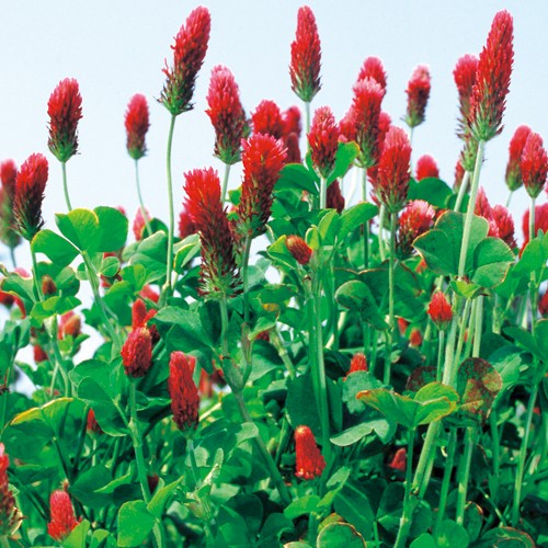 クリムソンクローバー・ディクシー