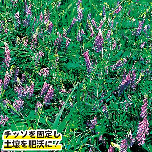 ヘアリーベッチ・ナモイ