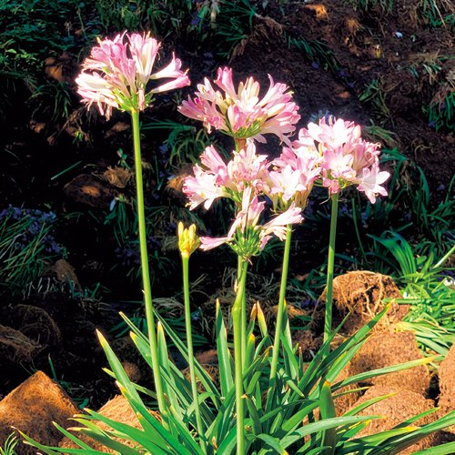 アガパンサス・ブラッシュピンク