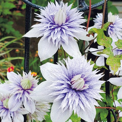 クレマチス・水面の妖精