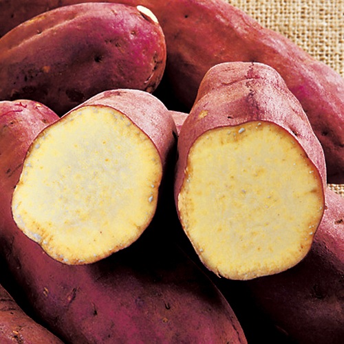 さつまいも・紅あずま【採穂用親株(ポット苗)】| 種・苗・ガーデニング