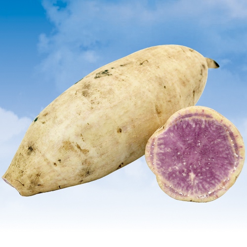 さつまいもづる・種子島紫【挿し穂】(4月中下旬)【4/16～4/30頃】| 種