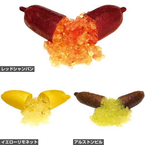 フィンガーライム　３点セット フィンガーライムおすすめ3種セット| 種・苗・ガーデニング用品の