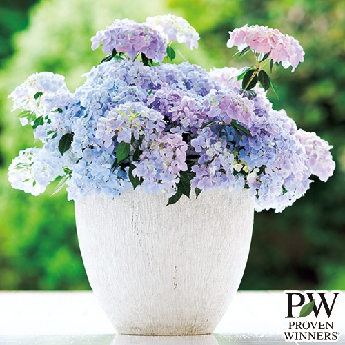 アジサイ・ラグランジア クリスタルヴェール2 農水省品種登録出願中