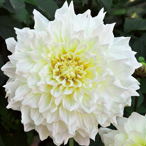 新品未使用　マルコLL4枚　ダリア ダリア・マルコムズホワイト| 種・苗・ガーデニング用品の【タキイ