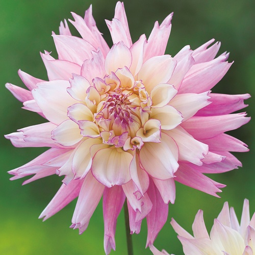 ダリアの球根　桜女王　他 ダリア・桜女王| 種・苗・ガーデニング用品の【タキイネット通販】