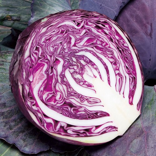 赤キャベツ・ルビーボールSP