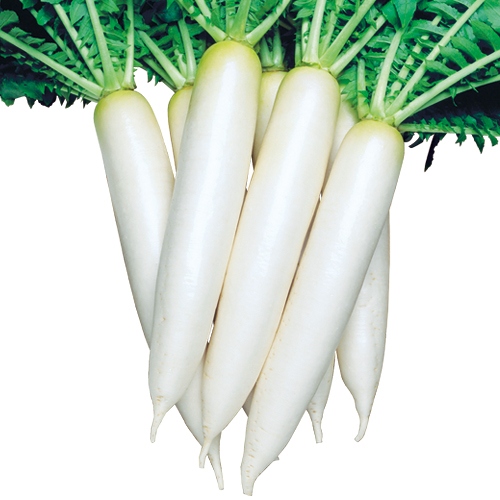 ダイコン・秋神楽| 種・苗・ガーデニング用品の【タキイネット通販】