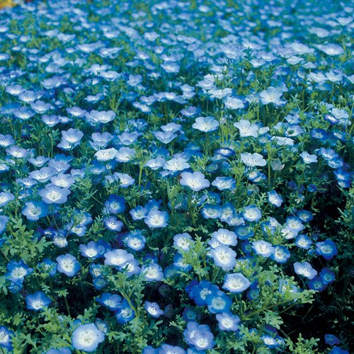ネモフィラ・インシグニスブルー
