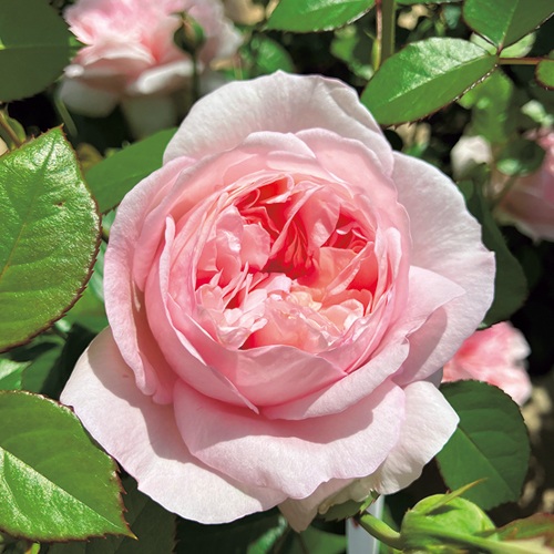 バラ・シェーンハイト 農水省品種登録出願中(品種名:Tan15539)| 種・苗