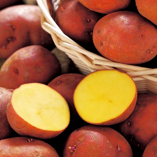 じゃがいも・アンデス赤