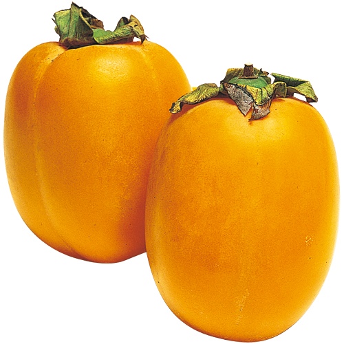 渋柿・大西条（おおさいじょう）| 種・苗・ガーデニング用品の【タキイ